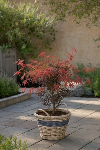 Japanese Maple Acer - Hauteur livrée 50-60 cm
