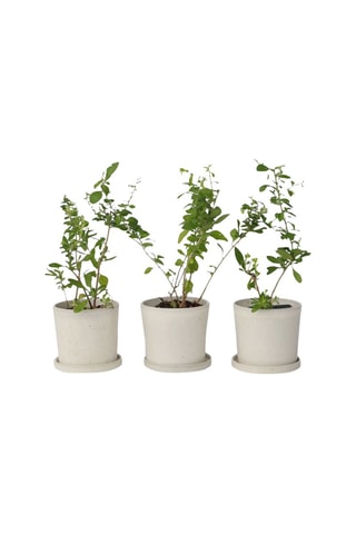 3 plants de Goji - Hauteur livrée 40-50 cm