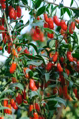 3 plants de Goji - Hauteur livrée 40-50 cm