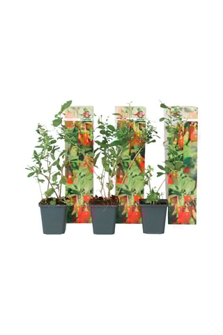 3 plants de Goji - Hauteur livrée 40-50 cm