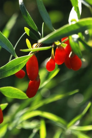 3 plants de Goji - Hauteur livrée 40-50 cm