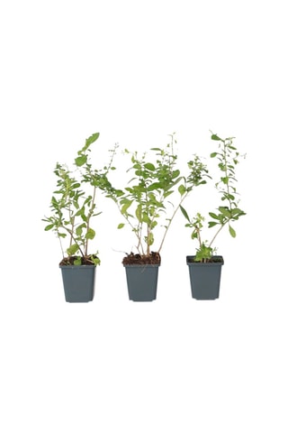 3 plants de Goji - Hauteur livrée 40-50 cm