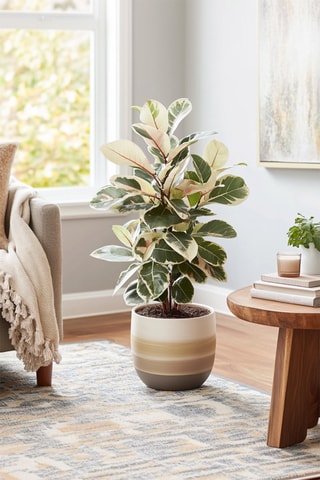 XL Ficus Elastica Tineke - Hauteur livrée 80-100 cm