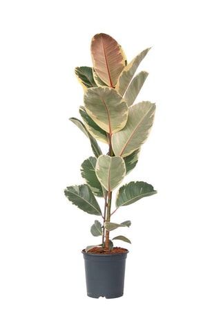 XL Ficus Elastica Tineke - Hauteur livrée 80-100 cm