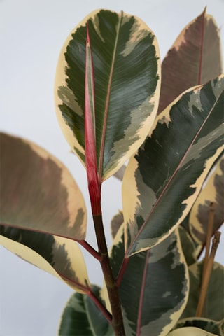 XL Ficus Elastica Tineke - Hauteur livrée 80-100 cm