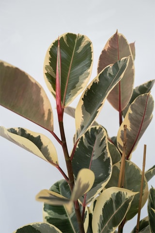 XL Ficus Elastica Tineke - Hauteur livrée 80-100 cm