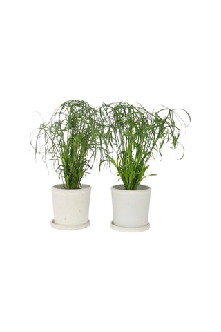 2 cyperus umbrella - Hauteur livrée 40-50 cm