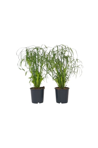 2 cyperus umbrella - Hauteur livrée 40-50 cm