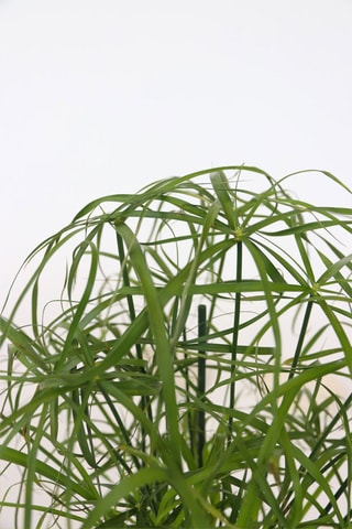 2 cyperus umbrella - Hauteur livrée 40-50 cm