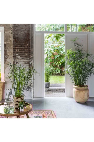 2 cyperus umbrella - Hauteur livrée 40-50 cm