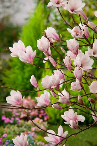 3 magnolias light pink (Soulangeana) - Hauteur livrée 25-40 cm