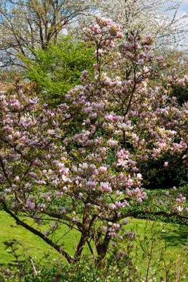 3 magnolias light pink (Soulangeana) - Hauteur livrée 25-40 cm