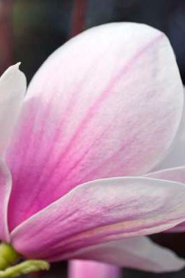 3 magnolias light pink (Soulangeana) - Hauteur livrée 25-40 cm