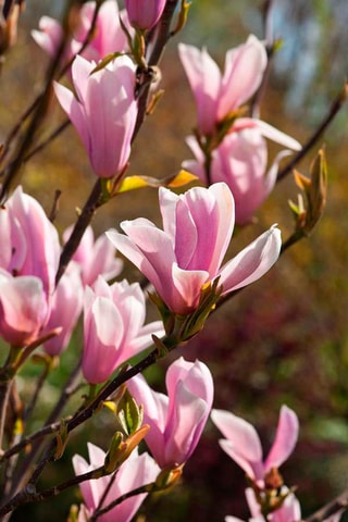 3 magnolias light pink (Soulangeana) - Hauteur livrée 25-40 cm