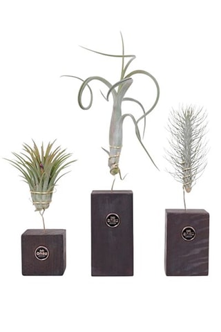 3 tillandsias - Hauteur livrée 30-35 cm