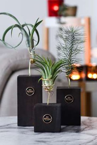 3 tillandsias - Hauteur livrée 30-35 cm