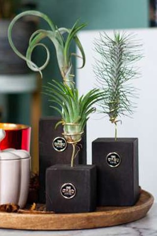 3 tillandsias - Hauteur livrée 30-35 cm