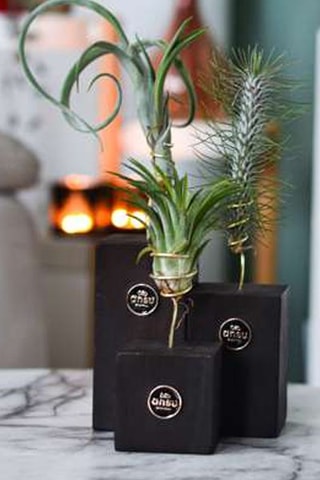 3 tillandsias - Hauteur livrée 30-35 cm