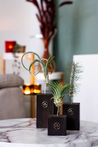 3 tillandsias - Hauteur livrée 30-35 cm