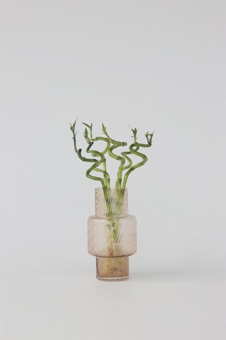 6 tiges de Lucky Bambou - 
Hauteur livrée 40-50 cm