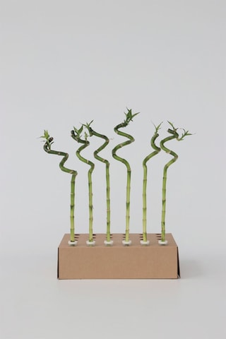 6 tiges de Lucky Bambou - 
Hauteur livrée 40-50 cm