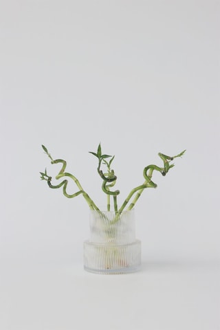 6 tiges de Lucky Bambou - 
Hauteur livrée 40-50 cm