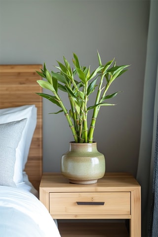 6 tiges de Lucky Bambou - 
Hauteur livrée 40-50 cm