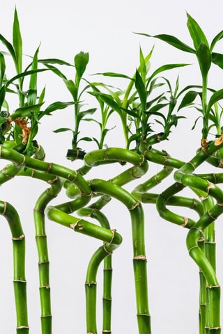 6 tiges de Lucky Bambou - 
Hauteur livrée 40-50 cm