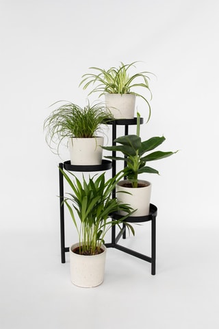 4 plantes pet's friendly - Hauteur livrée 25-40 cm