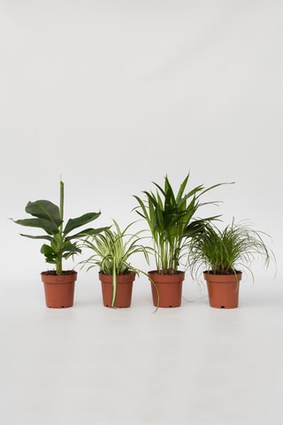 4 plantes pet's friendly - Hauteur livrée 25-40 cm