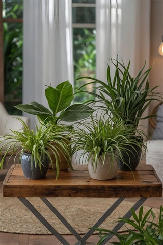 4 plantes pet's friendly - Hauteur livrée 25-40 cm