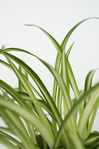 4 plantes pet's friendly - Hauteur livrée 25-40 cm