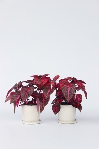 2 Iresines Herbstii - Hauteur livrée 30-40 cm