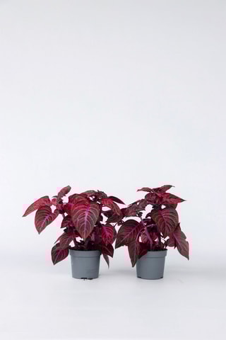 2 Iresines Herbstii - Hauteur livrée 30-40 cm