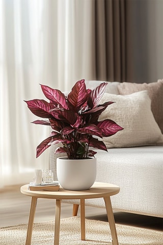 2 Iresines Herbstii - Hauteur livrée 30-40 cm