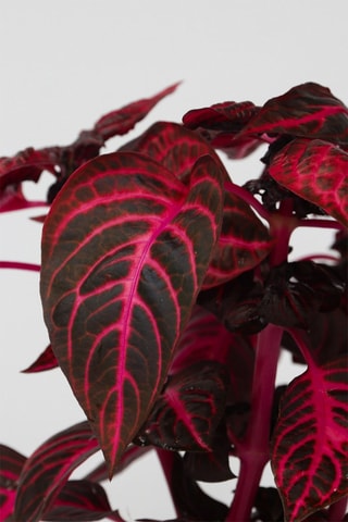 2 Iresines Herbstii - Hauteur livrée 30-40 cm