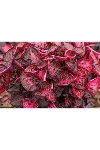 2 Iresines Herbstii - Hauteur livrée 30-40 cm