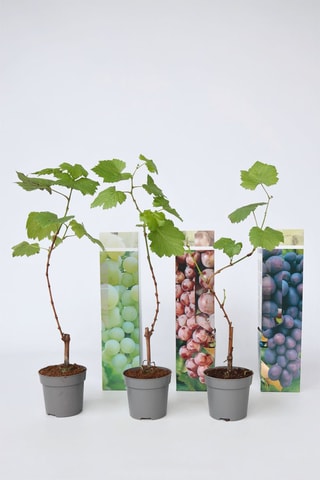 3 vignes - Hauteur livrée 25-40 cm