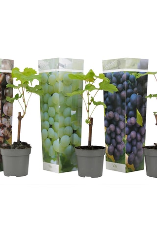 3 vignes - Hauteur livrée 25-40 cm