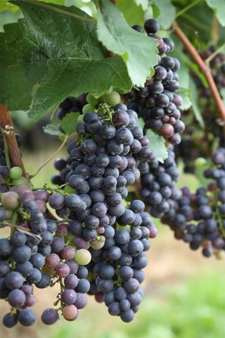 3 vignes - Hauteur livrée 25-40 cm