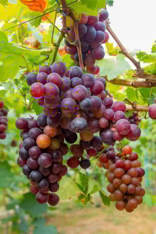 3 vignes - Hauteur livrée 25-40 cm