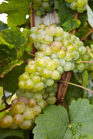 3 vignes - Hauteur livrée 25-40 cm