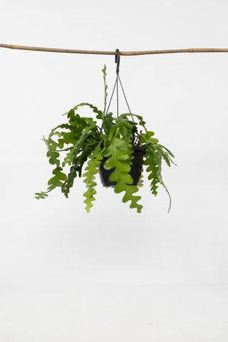 Cactus en arête de poisson - Hauteur livrée 30-40 cm