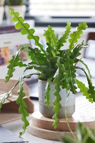 Cactus en arête de poisson - Hauteur livrée 30-40 cm