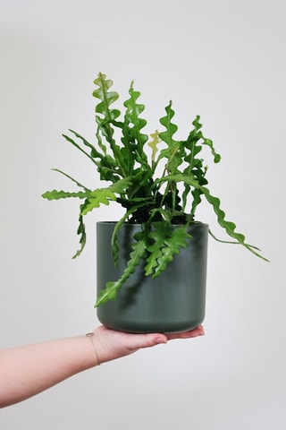 Cactus en arête de poisson - Hauteur livrée 30-40 cm