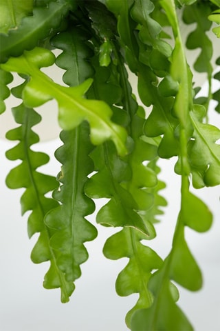 Cactus en arête de poisson - Hauteur livrée 30-40 cm