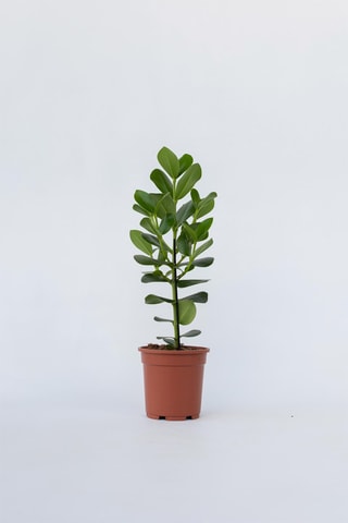 Clusia XL purificatrice d'air - Hauteur livrée 50-60 cm