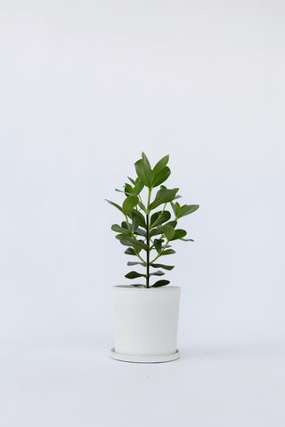 Clusia XL purificatrice d'air - Hauteur livrée 50-60 cm