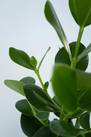 Clusia XL purificatrice d'air - Hauteur livrée 50-60 cm