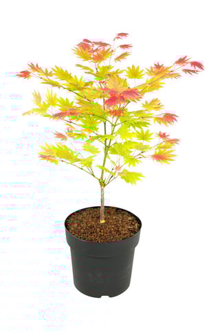 Érable japonais 'Acer Moonrise' - 
Hauteur livrée 60 à 70 cm